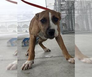 Mutt Dogs for adoption in Bakersfield, CA, USA