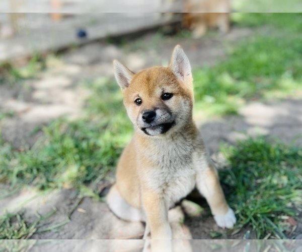 Medium Photo #28 Shiba Inu Puppy For Sale in FREMONT, CA, USA