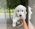 Small Photo #3 Golden Retriever Puppy For Sale in COLVILLE, WA, USA