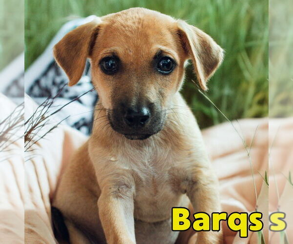 Medium Photo #10 Dachshund-Unknown Mix Puppy For Sale in San Antonio, TX, USA