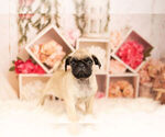 Small Photo #4 Pug Puppy For Sale in WARSAW, IN, USA