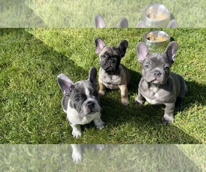 French Bulldog Puppy for sale in BROOKLYN, NY, USA