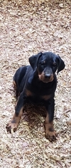 Doberman Pinscher Puppy for sale in CIRCLEVILLE, OH, USA
