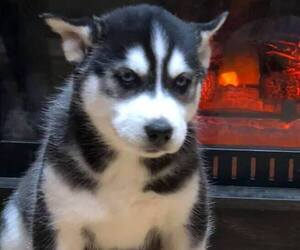 Siberian Husky Puppy for sale in CASSVILLE, WI, USA
