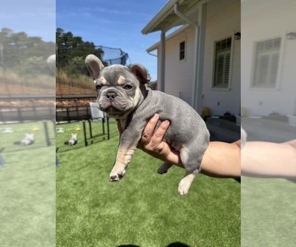 Medium Photo #3 French Bulldog Puppy For Sale in PLEASANTON, CA, USA