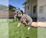 Small Photo #40 French Bulldog Puppy For Sale in PLEASANTON, CA, USA