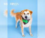 Small Golden Retriever-Saint Bernard Mix