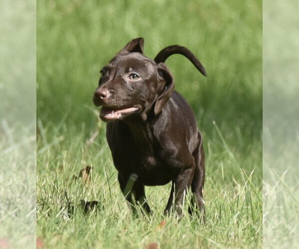 Medium Photo #6 Chocolate Labrador retriever-Pointer Mix Puppy For Sale in Mechanicsburg, PA, USA