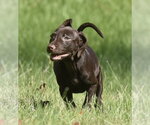 Small Photo #6 Chocolate Labrador retriever-Pointer Mix Puppy For Sale in Mechanicsburg, PA, USA