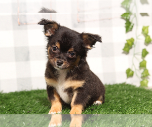 Chihuahua Puppy for sale in MARIETTA, GA, USA