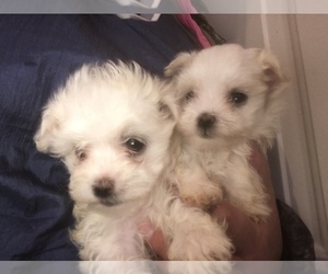 Maltese Puppy for sale in PARKER, CO, USA