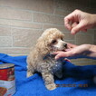 Small #3 Poodle (Toy)