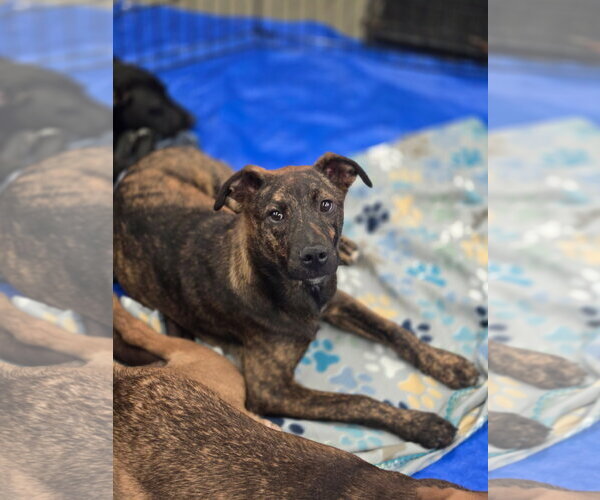Medium Photo #1 Mutt Puppy For Sale in Crandall, GA, USA