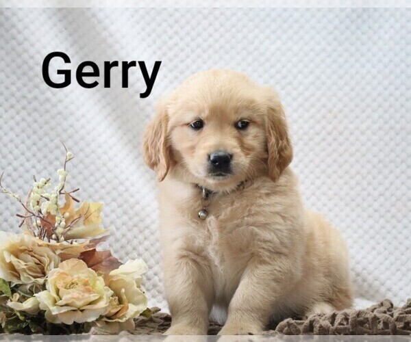 Medium Photo #15 Golden Retriever Puppy For Sale in LOYAL, WI, USA