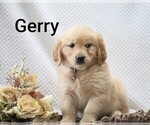 Litter of 4 - Male Golden RetrieverLitter of Puppies for Sale - Photo #15