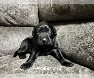 Labrador Retriever Puppy for sale in AUGUSTA, WI, USA