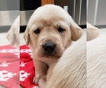 Small Photo #9 Labrador Retriever Puppy For Sale in OLYMPIA, WA, USA