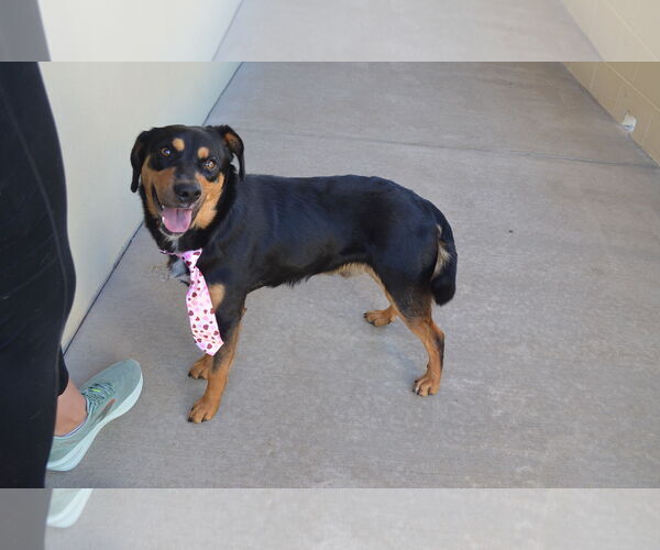 Medium Photo #2 Mutt Puppy For Sale in McKinney, TX, USA