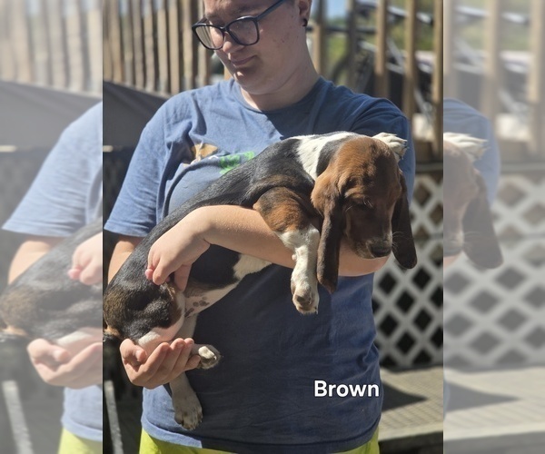 Medium Photo #6 Basset Hound Puppy For Sale in PORTLAND, TN, USA