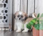 Small Photo #2 Shih Tzu Puppy For Sale in MOUNT VERNON, OH, USA
