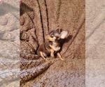 Small Photo #2 Chihuahua Puppy For Sale in NOCONA, TX, USA
