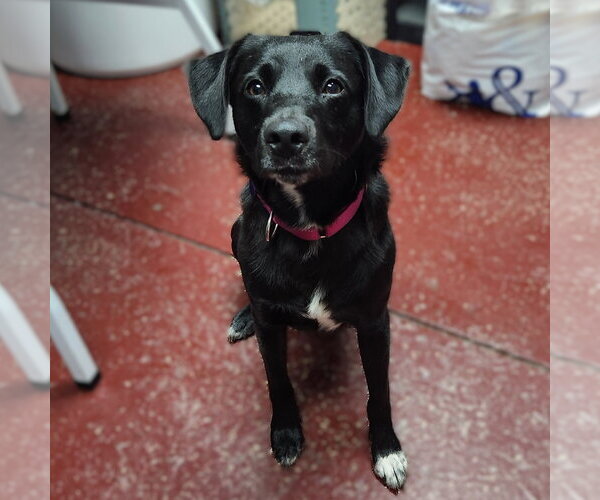 Medium Photo #1 Labrador Retriever-Unknown Mix Puppy For Sale in Fargo, ND, USA