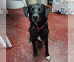 Small Labrador Retriever Mix