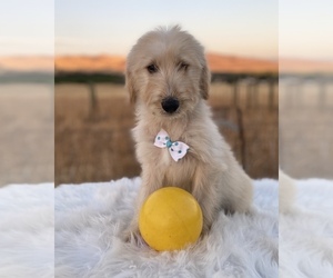 Goldendoodle Puppy for sale in PORTERVILLE, CA, USA