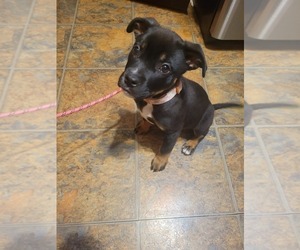 Rottweiler-American Pit Bull Terrier Puppy for sale in BABYLON, NY, USA