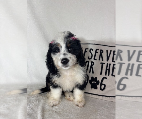 Medium Photo #5 Bernedoodle Puppy For Sale in GREENFIELD, IN, USA