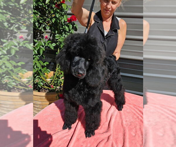 Medium Photo #6 Poodle (Standard) Puppy For Sale in OKEECHOBEE, FL, USA