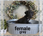 Puppy Gray Collar Great Dane
