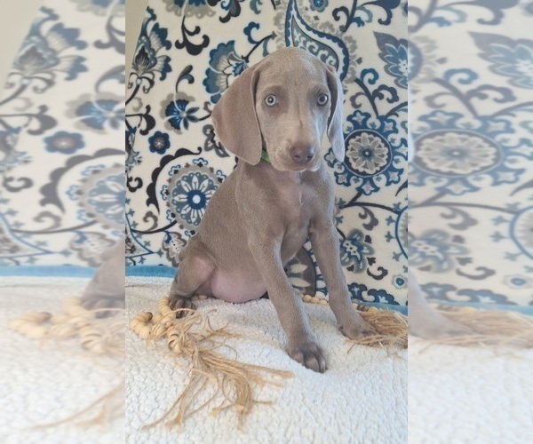 Medium Photo #32 Weimaraner Puppy For Sale in LEWISBURG, KY, USA