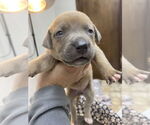 Small #12 Mutt