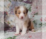 Small Photo #12 Miniature Australian Shepherd Puppy For Sale in HARRISON, OH, USA