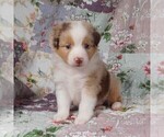 Small #11 Miniature Australian Shepherd