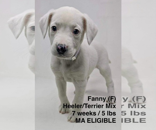 Medium Photo #4 Mutt Puppy For Sale in pomfret, CT, USA