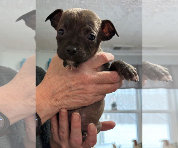 Medium Photo #1 Mutt Puppy For Sale in Clarkston, MI, USA