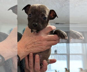 Mutt Dogs for adoption in Clarkston, MI, USA