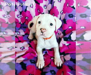 Boxer Dogs for adoption in Dumont, NJ, USA