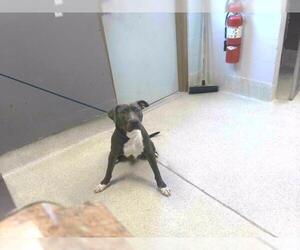 Medium American Pit Bull Terrier