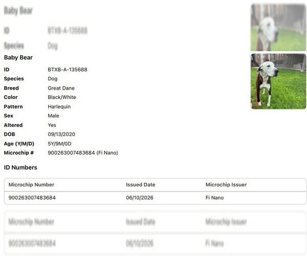 Medium Photo #3 Great Dane Puppy For Sale in Bullard, TX, USA