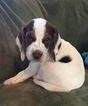 Puppy 3 Beagle