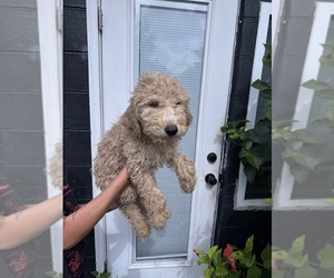 Medium Goldendoodle