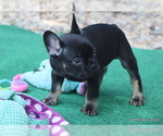 Small Photo #35 French Bulldog Puppy For Sale in WINNSBORO, TX, USA