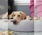 Small #9 Anatolian Shepherd-Labrador Retriever Mix