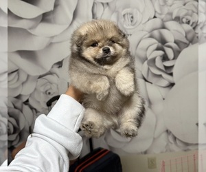 Pomeranian Puppy for sale in RENO, NV, USA
