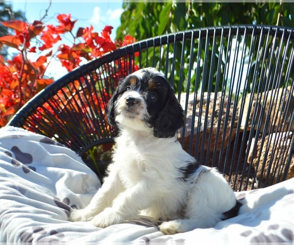 Medium Photo #26 Cavapoo Puppy For Sale in ELIZABETHTOWN, PA, USA