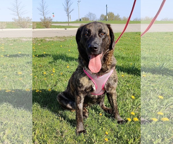 Medium Photo #2 Mutt Puppy For Sale in St. Louis Park, MN, USA