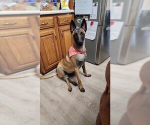 Mutt Dogs for adoption in Stevens Point, WI, USA